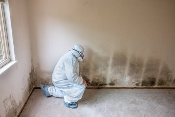 Best Mold Damage Repair  in Geneva, NY