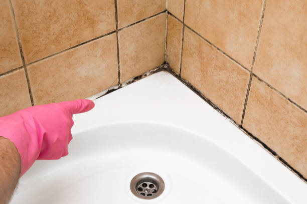 Mold Removal Process in Geneva, NY